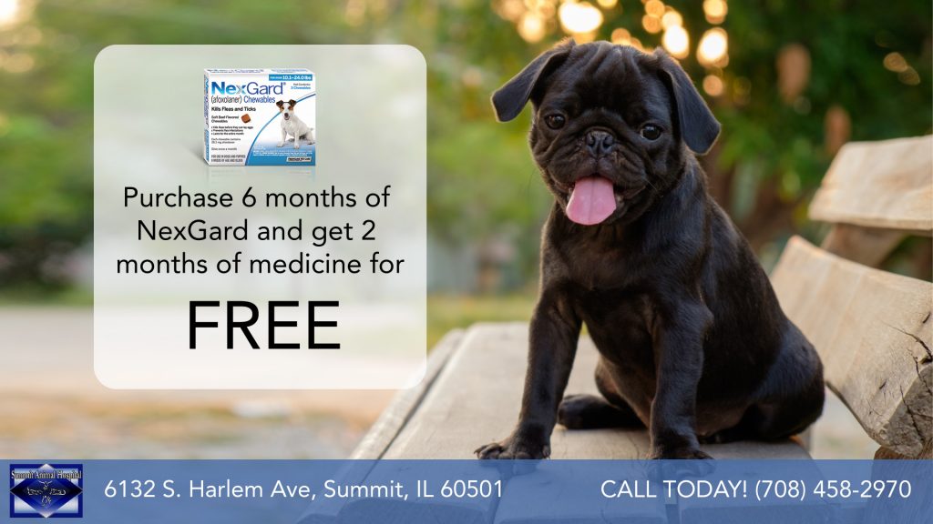 Veterinary Specials in Summit, IL Summit Animal Hospital